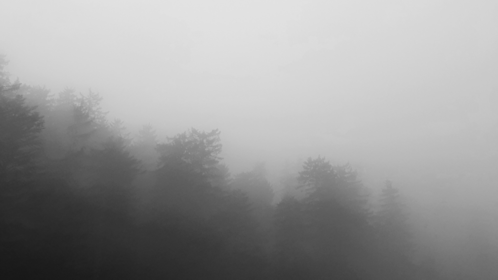 forêt dans le brouillard